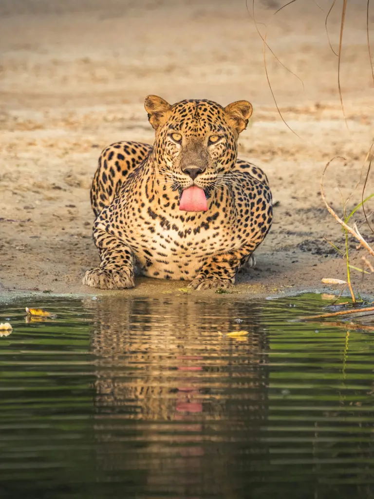 Safari in Sri Lanka